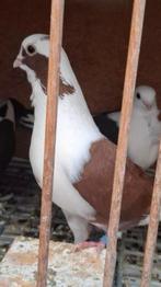 Syrische  en Griekse  duiven., Dieren en Toebehoren, Vogels | Duiven, Meerdere dieren, Overige soorten