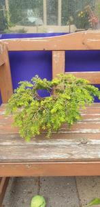 tsugacan jeddeloh pre bonsai, Tuin en Terras, Planten | Bomen, In pot, Bloeit niet, Halfschaduw, Minder dan 100 cm