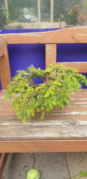 tsugacan jeddeloh pre bonsai beschikbaar voor biedingen