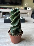 Cactus Cereus Jamacaru Spiralis, Ophalen of Verzenden, Minder dan 100 cm, Volle zon, In pot