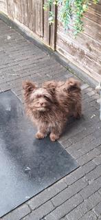 Pomapoo mini, Parvo, 15 weken tot 1 jaar, Overige rassen, Teef