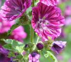 Groot Kaasjeskruid (300 zaden) Biologisch, Tuin en Terras, Bloembollen en Zaden, Ophalen of Verzenden, Volle zon
