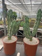 Boobiecactus Myrtillocactus geometrizans Fukurokuryuzinbo, Ophalen of Verzenden, Minder dan 100 cm, Bloeiende kamerplant, Volle zon