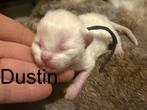 ragdoll mink (fok)kittens met stamboom! Cinnamon dragers, Dieren en Toebehoren, Meerdere dieren, Gechipt, 0 tot 2 jaar