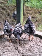 wyandot zilver zwart gezoomd, Dieren en Toebehoren, Meerdere dieren, Kip