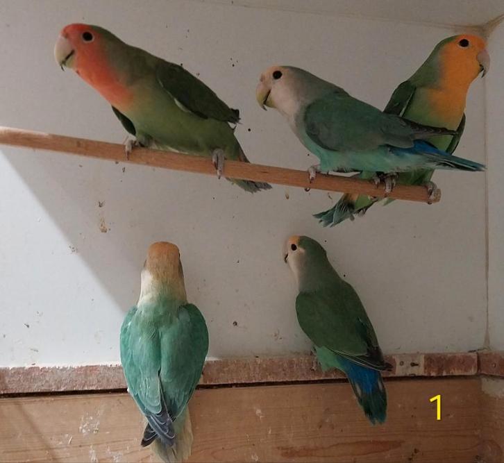 Mooie forse Agapornis roseicollis, Dieren en Toebehoren, Vogels | Parkieten en Papegaaien, Dwergpapegaai of Agapornis, Meerdere dieren