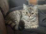Britse korthaar poes met stamboom, Dieren en Toebehoren, Katten en Kittens | Raskatten | Korthaar, Poes, Gechipt, 0 tot 2 jaar