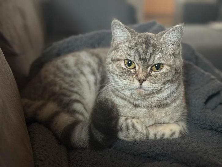 Britse korthaar poes met stamboom, Dieren en Toebehoren, Katten en Kittens | Raskatten | Korthaar, Poes, 0 tot 2 jaar, Met stamboom