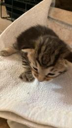 kitten tijger, Dieren en Toebehoren, Katten en Kittens | Raskatten | Korthaar, Kater, Ontwormd
