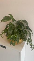 Plants, Ophalen of Verzenden, Overige soorten, Minder dan 100 cm