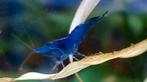 Dwerg garnalen blue velvet neocaridina davidi, Dieren en Toebehoren, Vissen | Aquariumvissen, Zoetwatervis, Kreeft, Krab of Garnaal