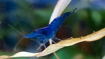 Dwerg garnalen blue velvet neocaridina davidi 