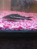 Rapheal catfish ong 10 cm lang, Dieren en Toebehoren, Vissen | Aquaria en Toebehoren, Ophalen of Verzenden, Plant(en), Steen of Hout