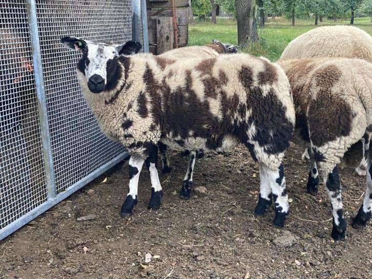 Mooie makke zwoegervrije ooilammeren bonte en zwarte, Dieren en Toebehoren, Schapen, Geiten en Varkens, Schaap, Vrouwelijk, 0 tot 2 jaar