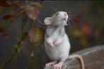 Mailingslijst rattery knabbelhoek., Rat, Maart, Meerdere dieren, Tam