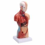 menselijk lichaam model  anatomie mosel  torso 15 delen 28cm, Ophalen of Verzenden, Nieuw