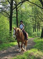 Lease paard aangeboden, Dieren en Toebehoren, Paarden en Pony's | Verzorgingsproducten, Ophalen of Verzenden