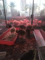 Kwartel kuikens, Geslacht onbekend