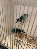 Catarina parkieten, Dieren en Toebehoren, Vogels | Parkieten en Papegaaien, Meerdere dieren, Parkiet