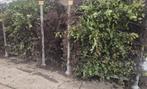 200 x Groene beuk met blote wortel DIRECT AFHALEN, Ophalen, Beukenhaag, 100 tot 250 cm