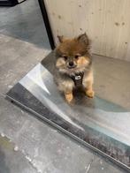 Pomeriaan, Dieren en Toebehoren, Honden | Niet-rashonden, België, Parvo, Particulier, 8 tot 15 weken