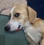 Super sociaal en lief hondje, Dieren en Toebehoren, Honden | Niet-rashonden, Particulier, Rabiës (hondsdolheid), Reu, 1 tot 2 jaar