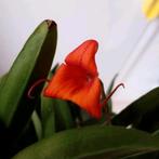 Masdevallia cf. X veitchiana Orchidee kamerplant, Huis en Inrichting, Kamerplanten, Overige soorten, Minder dan 100 cm, Ophalen of Verzenden