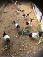 Enkele lakenvelder hanen, Dieren en Toebehoren, Mannelijk, Kip