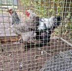 Fantastisch mooie Brahma hen zilverpatrijs -Brahmas Brahma's, Dieren en Toebehoren, Vrouwelijk, Kip