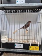 Zwart rood schimmel kanarie, Dieren en Toebehoren, Vogels | Kanaries, Mannelijk, Kleurkanarie