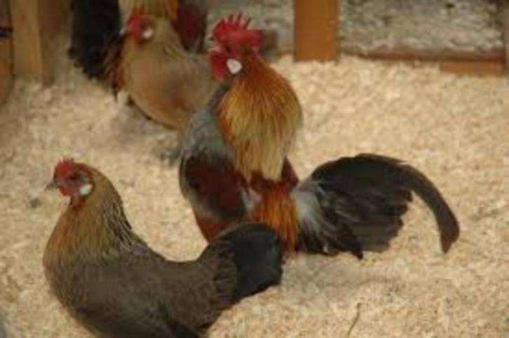 Hollandse krielhaan en Serama krielhaan en hennen., Dieren en Toebehoren, Pluimvee, Kip, Meerdere dieren