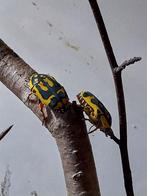 Rozenkever fruitkever pachnoda fissipunctum, Dieren en Toebehoren, Insecten en Spinnen