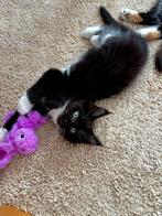 Prachtige sociale maine coon kittens, Dieren en Toebehoren, Katten en Kittens | Raskatten | Langhaar, Meerdere dieren, Gechipt