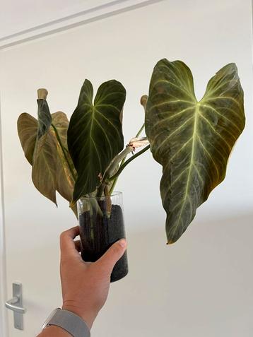 Verschillende philodendron splendid stekken beschikbaar voor biedingen