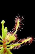 Bladstek Drosera Madagascariensis, Huis en Inrichting, Kamerplanten, Ophalen of Verzenden, Overige soorten, Minder dan 100 cm