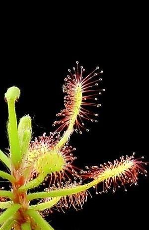Bladstek Drosera Madagascariensis, Huis en Inrichting, Kamerplanten, Overige soorten, Minder dan 100 cm, Ophalen of Verzenden