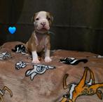 American stafford terriër pups, Overige rassen, 8 tot 15 weken, Meerdere, Meerdere dieren