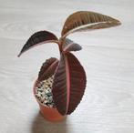 Terrariumplant: Labisia "2", Ophalen of Verzenden, Minder dan 100 cm
