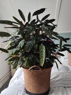 Mooie grote Calathea, zonder ompot, Huis en Inrichting, Kamerplanten, Ophalen, Halfschaduw, 100 tot 150 cm