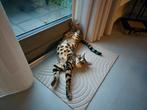 Bengaal 1 jaar, 4 maanden, Dieren en Toebehoren, Katten en Kittens | Raskatten | Korthaar, Poes, Gechipt, 0 tot 2 jaar