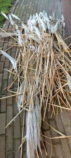 Gratis afhalen sierriet pluimen, Ophalen, Nieuw