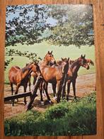 Dieren - Paarden, Verzamelen, Ansichtkaarten | Dieren, Ophalen of Verzenden, Ongelopen, Paard