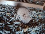 ❤️Tamme Gezins Rittens Ratjes🐁❤️🥰 Agouti Albino Solid, Dieren en Toebehoren, Rat, Meerdere dieren, Tam, Oktober