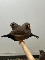 0-0-3 Charcoal Zebravink 2025, Vrouwelijk, Tropenvogel, Geringd