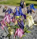 Zaden Akelei mix - Aquilegia vulgaris, Verzenden, Voorjaar, Volle zon, Zaad