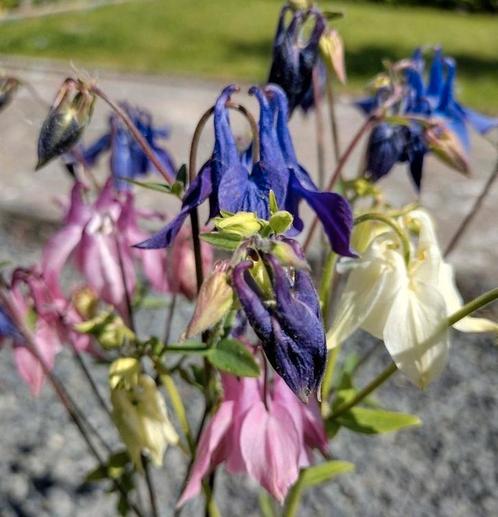 Zaden Akelei mix - Aquilegia vulgaris, Tuin en Terras, Bloembollen en Zaden, Zaad, Voorjaar, Volle zon, Verzenden