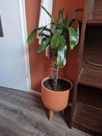 Dracaena kamerplant, Huis en Inrichting, Ophalen, Halfschaduw, Minder dan 100 cm