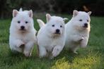 Zwitserse Witte Herder pups met FCI Stamboom!, Dieren en Toebehoren, Nederland, CDV (hondenziekte), 8 tot 15 weken, Meerdere