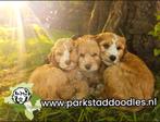 Australian Labradoodle GASTGEZINNEN gezocht Landgraaf, Nederland, 8 tot 15 weken, CDV (hondenziekte), Eén hond