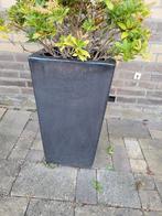 Zwarte plantenpotten, Ophalen, Tuin, Steen, Gebruikt